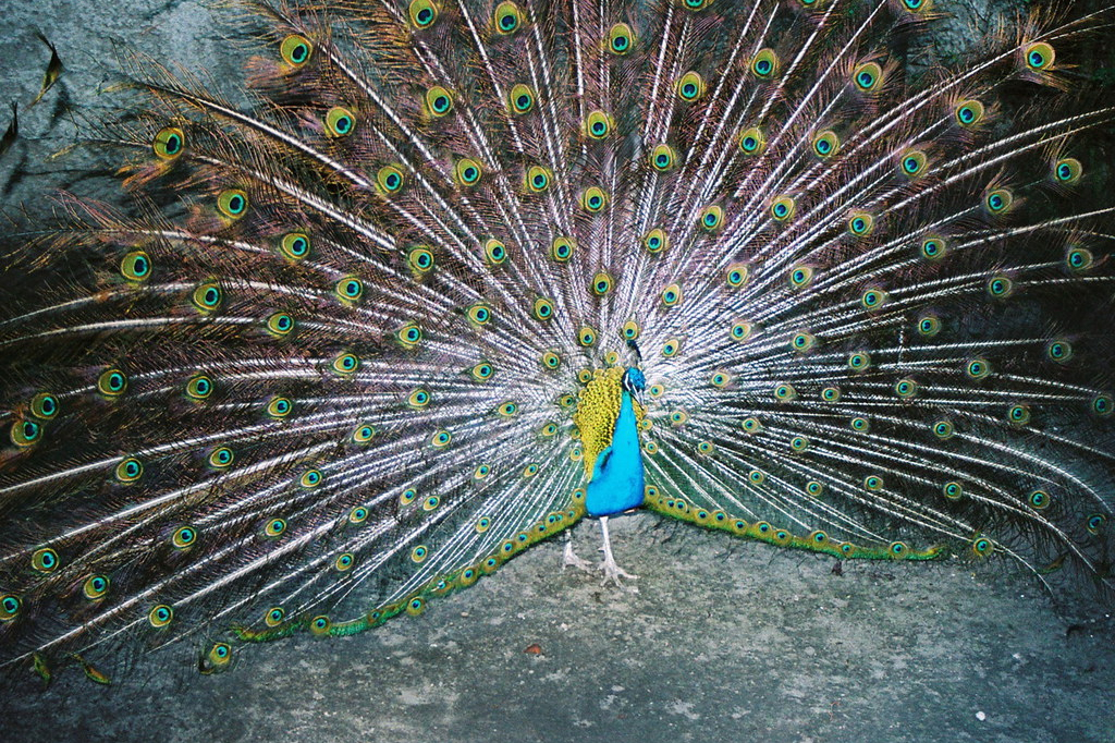 An artistic film photograph of a peacock by Lukasz Wierzbowski, featured in Variant Journal.
