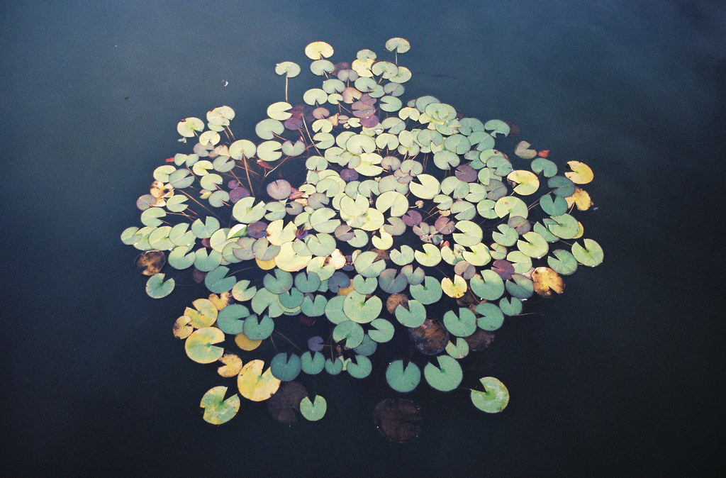 An artistic film photograph of water lilies by Lukasz Wierzbowski, featured in Variant Journal.